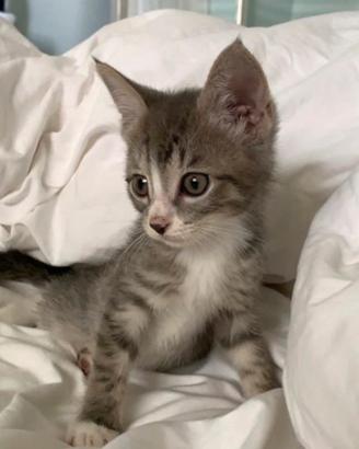 Gattini bengala/certosino