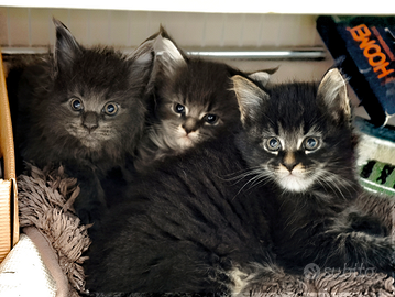 Cucciolata Maine Coon
