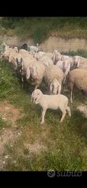 Disponibili pecore bergamasche