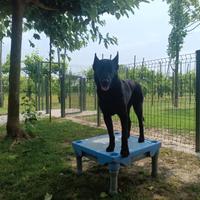 Pastore Olandese Nero (Mechelse Herder)