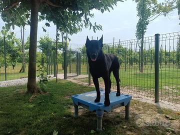 Pastore Olandese Nero (Mechelse Herder)