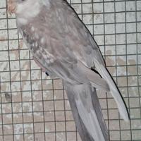 Maschio calopsite faccia