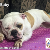 Baby American Bully
