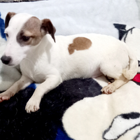 Cucciolo di jack russell