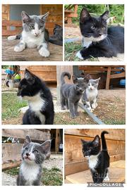 Gattini cuccioli