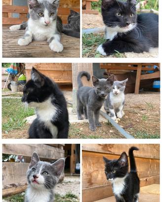 Gattini cuccioli