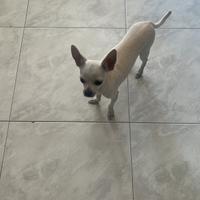 Chihuahua