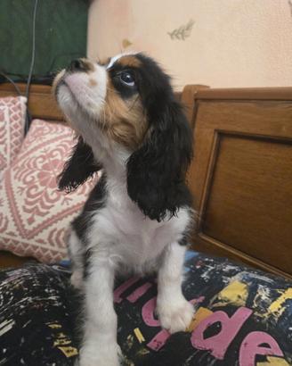Cuccioli di Cavalier King PEDIGREE CERTIFICAZIONI 
