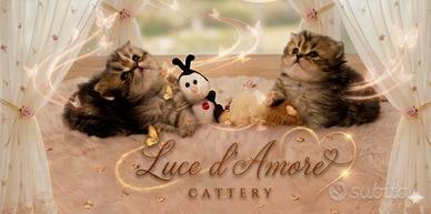 Cuccioli gatto persiano Golden shaded