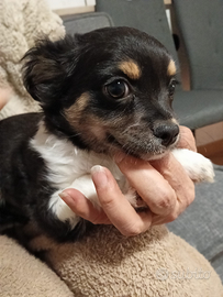 Cuccioli di chihuahua