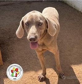 YUKI sei uno spettacolo