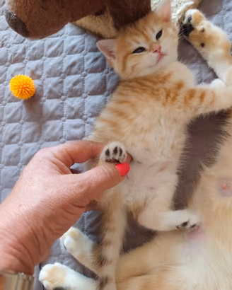 Gattini Scottish con Pedigree