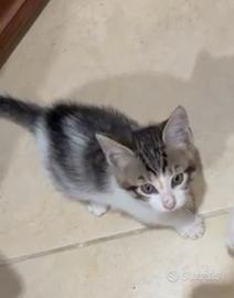 Puntina gattina 2 mesi