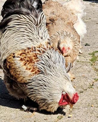 Brahma