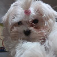 Maltese femmina