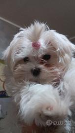 Maltese femmina
