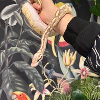 Pitone palla femmina di due anni