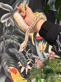 Pitone palla femmina di due anni