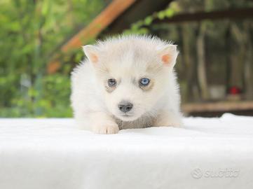 Cucciolina femmina di Husky bianco