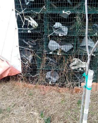 nasse x pesca seppie