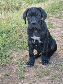 Cucciolo Cane Corso puro di 2 mesi