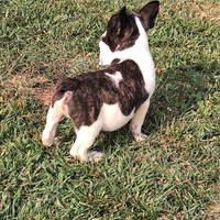 Bulldog francese