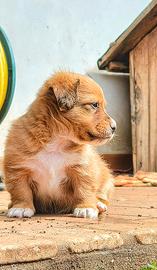 Meticci cucciolo piccola taglia 6 kg da adulto