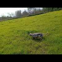 Setter inglese