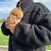 Cucciolo Pomerania