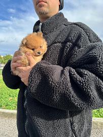 Cucciolo Pomerania