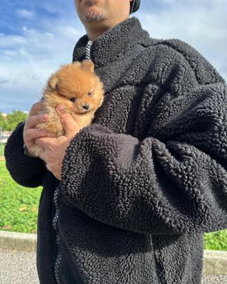 Cucciolo Pomerania