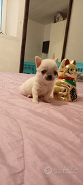 Chihuahua bianco gemma