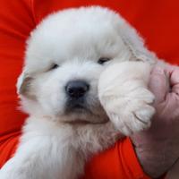 Cuccioli rari Cane Montagna Pirenei Pedigree