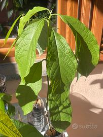 Piante di Avocado