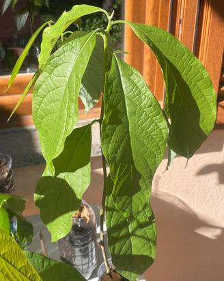 Piante di Avocado