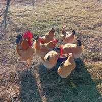 Gallina bionda piemontese