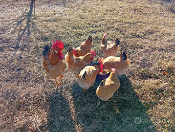 Gallina bionda piemontese