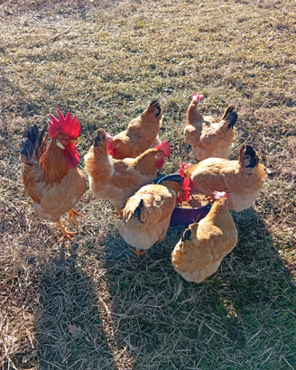 Gallina bionda piemontese