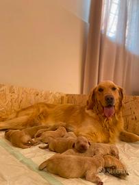 Cuccioli di Golden Retriever