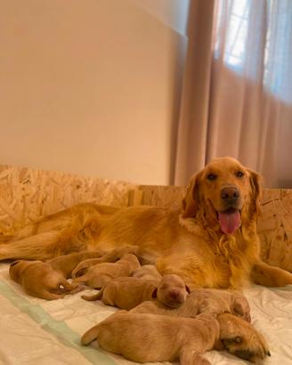 Cuccioli di Golden Retriever