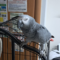 Pappagallo CENERINO con voliera