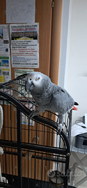 Pappagallo CENERINO con voliera