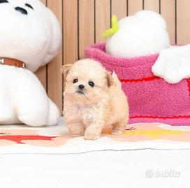 Mini Maltipoo, 2 mesi