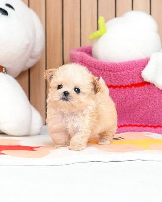 Mini Maltipoo, 2 mesi