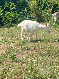 Capretta
