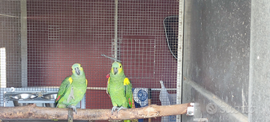 Amazzone Aestiva Xhantoptery