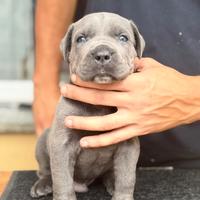 Meravigliosi cuccioli di cane corso