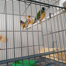 Diamantini gould