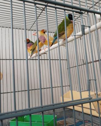 Diamantini gould