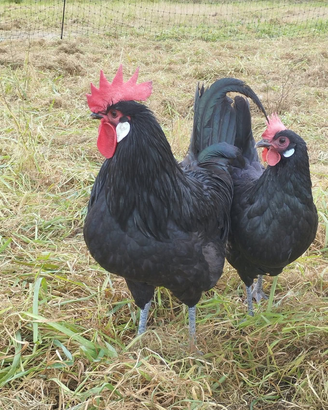 Galline Ornamentali